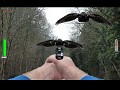 If you go down in the woods-update