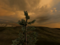 Trees in the breeze (HD video)