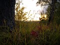 Autumn work