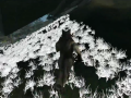 New Overgrowth a155 video devlog
