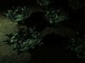 Inverted normalmapped low-poly foliage