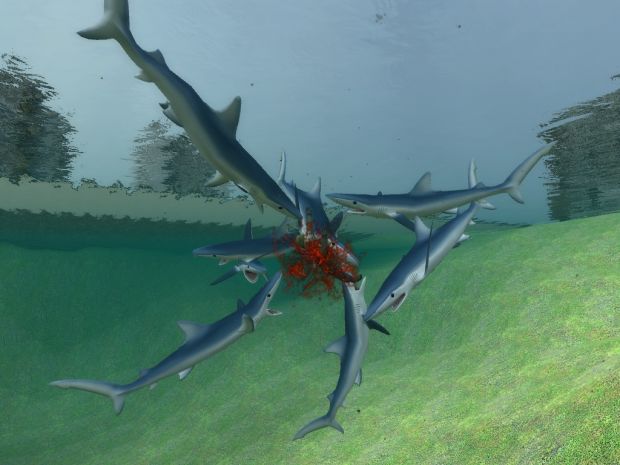 Shark Pack