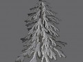 A pine, for the tutorial about alpha channels.