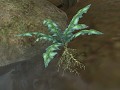 A Strange Plant v2