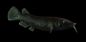 Electric catfish