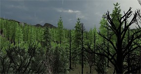 Dark Forest
