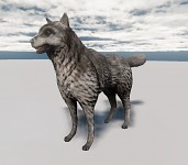 Dog  Model Test