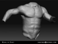 Torso