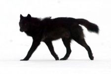 Black Wolf Mods Banners and Pictures