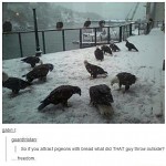 Eagles