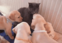 They got me surrounded