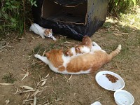 Cat gave birth :D
