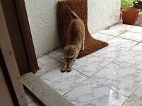Mr. Black Boots; stretching