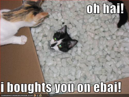 funny-pictures-cats-box-packing-peanuts-ebay.jpg