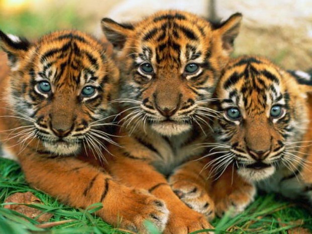 tiger cubs