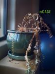 Casey Noland (nCase)