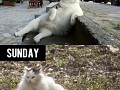 Have some fun