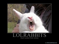 Some rabbit pictures