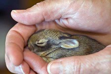 Some rabbit pictures