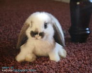 Some rabbit pictures