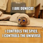 Dune Cat!!