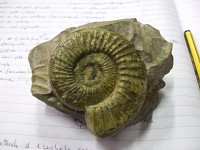 Ammonite #02