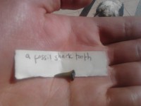 Fossil Shark Tooth