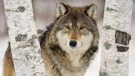 wolves