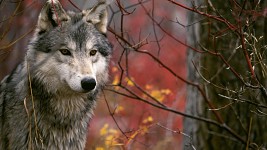 wolves