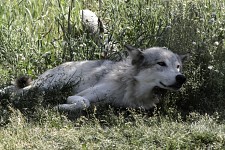 white wolf