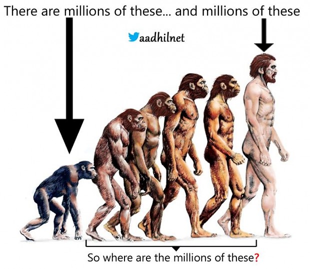 No Transitional Fossils