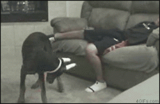 Dog Lazer Pointer Ball Bite