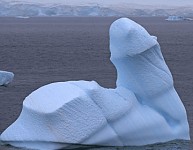 PEN15 in antartica