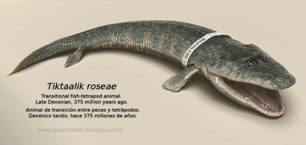 Tiktaalik a trasitional fossil