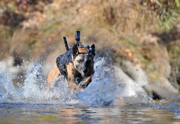 running to attack