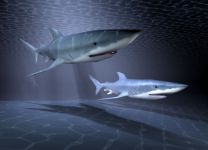 Sharks Eat Stuff