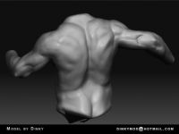 Torso
