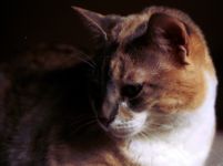 My cat