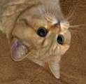 Catzx