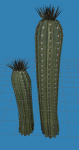 cactuses