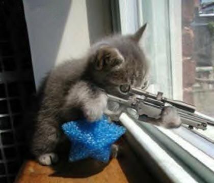 sniper cat