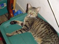 Kitteh! :3
