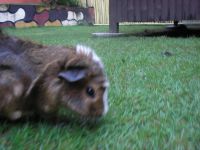 My Pet