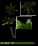 Banana Tree