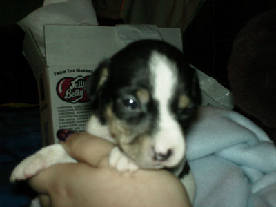 My puppy Molly 1 month old.