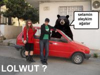 A True Bear
