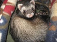 Touch my ferret, TOUCH IT!