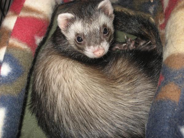 Touch my ferret, TOUCH IT!