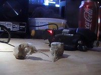 Bonez