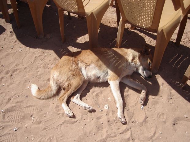 Petra, Jordan - The Lonely Dog